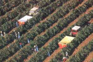 I PRODUTTORI ITALIANI SCOMMETTONO SULLA QUALITA’ DELLA VENDEMMIA: “QUELLA DEL 2006 SARA’ UN’OTTIMA ANNATA”. ECCO LE PREVISIONI DI ISMEA E UNIONE ITALIANA VINI (UIV), SECONDO CUI IL RACCOLTO SFIORERÁ 51 MILIONI DI ETTOLITRI (+1% SUL 2005)