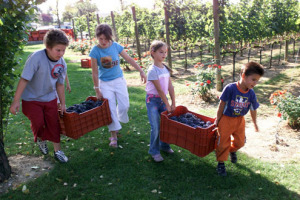 VENDEMMIA 2007, SARA’ LA PIÙ PRECOCE DEGLI ULTIMI 30 ANNI … STANDO LE PREVISIONI DI UNIONE ITALIANA VINI E ISMEA. CALO DEL -5% IN QUANTITÀ SUL 2006, MA LA QUALITÀ RIMARRÀ ELEVATA. LA CURIOSITA’: ANTICIPI PIU’ CONSISTENTI AL NORD, MENO IN SICILIA