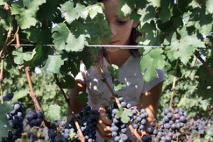 CON &ldquo;BENVENUTA VENDEMMIA&rdquo; (DAL 9 SETTEMBRE) IL MOVIMENTO TURISMO DEL VINO ALZA IL SIPARIO SUI MIGLIORI VINI ITALIANI NELLE CANTINE DEL BELPAESE. MA NEI PANNI DI &ldquo;VIGNAIOLI PER UN GIORNO&rdquo; O &ldquo;VENDEMMIANDO NELLE TERRE DI GIULIETTA&rdquo;, TUTTI FANNO FESTA