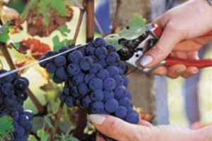 A GENNAIO NASCE, NEL CUORE DEL CHIANTI CLASSICO (NELL’AZIENDA VITIVINICOLA DI SAN FELICE, ACASTELNUOVO BERARDENGA), LA SCUOLA DI POTATURA DELLE VITI. E’ ASSOCIATA ALL’UNIVERSITA’ DI POLLENZO (SLOW FOOD)