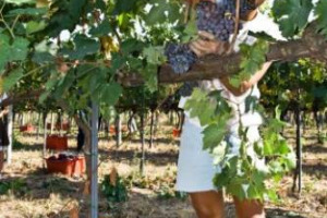 Vendemmia 2017, stime Ismea-Uiv a 40 milioni di ettolitri. Cali ovunque, meglio il Nord del Sud. Uve sane, ma prudenza sulla qualit&agrave; per le maturazioni non ottimali. Il vice ministro Andrea Olivero: &ldquo;pronti a valutare misure straordinarie&rdquo;
