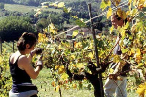 VENDEMMIA 2008: ANNUS TERRIBILIS O FANTASTICA ANNATA? GLI AGRONOMI DI SATA, UNA DELLE SOCIETÀ DI CONSULENZA VITVINICOLA PIU’ IMPORTANTI D’ITALIA, ILLUSTRANO LE CARATTERISTICHE DI UNA ANNATA FATTA DI LUCI E OMBRE, SFATANDO ANCHE QUALCHE LUOGO COMUNE