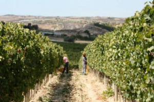 C&rsquo;&Egrave; SICCIT&Agrave; NEI VIGNETI ITALIANI. MA, AD OGGI, LA SITUAZIONE NON &Egrave; ANCORA DA VERA EMERGENZA. LO DICONO MOLTI FRA GLI ENOLOGI PI&Ugrave; NOTI DEL BELPAESE DA COTARELLA A FERRINI, DA LANDI A MERCURIO, DA MECCA A MOJO. FONDAMENTALE IL CLIMA IN AGOSTO