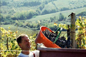 2006, MILLESIMO “DA COLLEZIONE” PER IL BRUNELLO. LO AFFERMA IL CONSORZIO DI MONTALCINO. GRANDE VENDEMMIA ANCHE IN PIEMONTE PER BAROLO E BARBARESCO. OTTIMA IN TOSCANA NEL CHIANTI CLASSICO. “ECCELLENTE” IN FRANCIACORTA