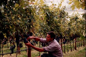 VENDEMMIA 2005: I DATI DEFINITIVI, SECONDO ISMEA E UNIONE ITALIANA VINI. LA PRODUZIONE ITALIANA SCENDE DELL’8%. LE ULTIME STIME PARLANO DI 49 MILIONI DI ETTOLITRI DI VINO