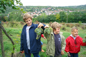 VINO & IMMAGINI - E’ IN OLTREPO’ LA VENDEMMIA DEI BAMBINI …