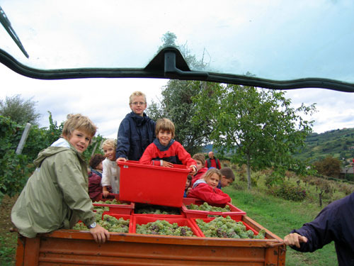 Una vendemmia dei bambini