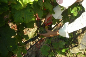 DOVE VANNO I VINI BIANCHI? NEL &ldquo;BIANCHISTA&rdquo; FRIULI VENEZIA GIULIA E&rsquo; DI SCENA IL SUMMIT INTERNAZIONALE DELL&rsquo;ENOLOGIA IN BIANCO (11/12 NOVEMBRE), CON TANTI ESPERTI E LA RIVELAZIONE DI &ldquo;THE WINE ADVOCATE&rdquo;: PERCHE&rsquo; IL &ldquo;GURU&rdquo; PARKER PREFERISCE I ROSSI ?