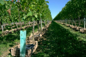 VENDEMMIA 2013 IN STILE &ldquo;VINTAGE&rdquo;: RACCOLTA IN MOLTI CASI AUTUNNALE PER MOLTE DELLE CANTINE PI&Ugrave; IMPORTANTI DEL BEL PAESE. QUANTIT&Agrave; IN AUMENTO SUL 2012 MA NON &Egrave; UNA RACCOLTA ABBONDANTE IN ASSOLUTO. I PRODUTTORI? LA CONSIDERANO UN&rsquo;ANNATA INTERESSANTE