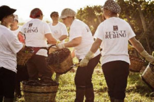 VENDEMMIE & CURIOSITA&rsquo; - IN SICILIA LA &ldquo;FONDAZIONE SAN VITO ONLUS&rdquo; CERCA VOLONTARI PER LA &ldquo;VENDEMMIA DELLA LEGALIT&Agrave;&rdquo; NEI TERRENI CONFISCATI ALLA MAFIA, DA SETTESOLI SI FA DI NOTTE CON IL GPS. E A TENUTE RUBINO, IN PUGLIA CI PENSANO &ldquo;SOLO&rdquo; LE DONNE