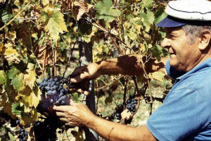 LA VENDEMMIA E' A FORTE RISCHIO SENZA NUOVI LAVORATORI EXTRACOMUNITARI: IL GRIDO D'ALLARME E' DEL PRESIDENTE DI CONFAGRICOLTURA AUGUSTO BOCCHINI, CHE CHIEDE AL MINISTRO DEL WELFARE ROBERTO MARONI NUOVE QUOTE