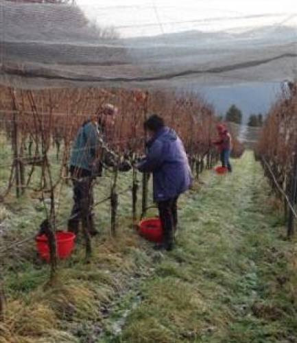 Si vendemmia sottozero
