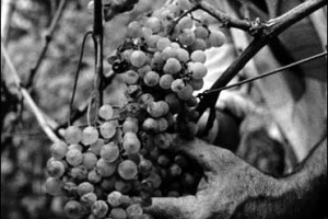 I PROFUMI E I SAPORI DEL VINO RACCONTATI ATTRAVERSO LE IMMAGINI &#8230; DAL 20 FEBBRAIO ALL&#8217;8 MARZO A TRIESTE