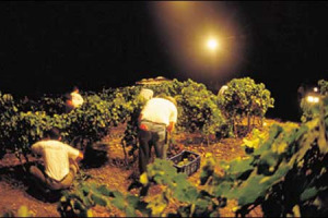 IL 6 AGOSTO DI SCENA LA “VENDEMMIA NOTTURNA” A DONNAFUGATA, DIECI ANNI DI PASSIONE PER LA QUALITÀ. A TAGLIARE I PRIMI GRAPPOLI DI CHARDONNAY DI SICILIA ANCHE IL MINISTRO “LEGHISTA” DELLE POLITICHE AGRICOLE, LUCA ZAIA
