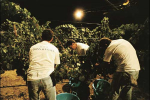 CLAUDIA CARDINALE MADRINA DEL PREMIO LETTERARIO GIUSEPPE TOMASI DI LAMPEDUSA E DELLA VENDEMMIA NOTTURNA DI DONNAFUGATA IL 5 AGOSTO, EVENTO CHE DA ANNI SEGNA IL VIA DELLA RACCOLTA DELLE UVE IN ITALIA