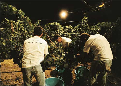 Vendemmia notturna