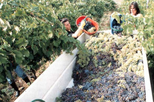 “SARA’ UNA BUONA VENDEMMIA, ANCHE SE RIDOTTA SUL 2005”: COSI’ I PRODUTTORI ITALIANI A WINENEWS, CHE HA RACCOLTO, REGIONE PER REGIONE, I PARERI DEL GOTHA DELL’ENOLOGIA NAZIONALE