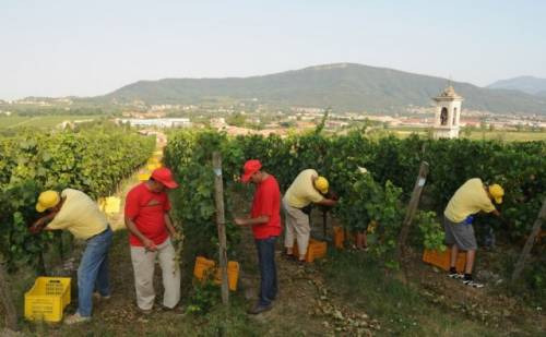 Da oggi i vendemmiatori in Berlucchi a Borgonato in Franciacorta