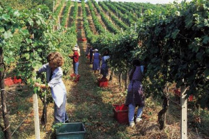 PER I 25 MILIONI DI VIAGGIATORI CHE OGNI MESE VISITANO TRIPADVISOR.COM LE METE ENOTURISTICHE PIÙ GETTONATE SONO BORDEAUX, NAPA VALLEY E LA TOSCANA (IN PRIMIS MONTALCINO E CHIANTI)