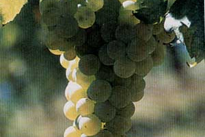 Il Verdicchio diventa &ldquo;occhi verdi&rdquo;, Bolgheri un &ldquo;Bel Ghiro&rdquo;, Barbaresco vuol dire &ldquo;Sobbarcare&rdquo;, e l&rsquo;enoteca &ldquo;acetone&rdquo;: in ricordo del professor Gaetano Villari, uomo di altri tempi che, per WineNews, ha anagrammato centinaia di parole del vino