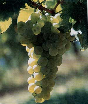 Il verdicchio diventa occhi verdi negli anagrammi del vino di Gaetano Villari