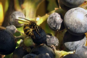 LA TIPICIT&Agrave; DI UN VINO? DIPENDE DA CLIMA, VITIGNO, UOMO E ... VESPE E CALABRONI! NEL CUI INTESTINO &ldquo;PASSANO&rdquo; L&rsquo;INVERNO I LIEVITI RESPONSABILI DELLA FERMENTAZIONE. &Egrave; LA SCOPERTA DELLA FONDAZIONE MACH, DELL&rsquo;UNIVERSIT&Agrave; DI FIRENZE E DEL CNRS MONTPELLIER