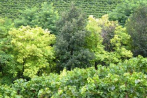 CITTA’ DEL VINO: A RISCHIO I VIGNETI STORICI DEL BEL PAESE. TEMPI IMPOSSIBILI PER L’ADEGUAMENTO ALLA NUOVA OCM VINO … SE ENTRO DOMANI I VIGNETI DA SALVARE NON SARANNO INSERITI NELL’ELENCO DELLE REGIONI, POSSIBILE IL LORO ESPIANTO