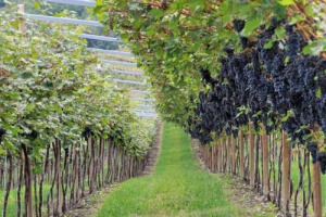 IL MIGLIOR VIGNETO DI MARZEMINO? E&rsquo; QUELLO DI MITTEMPERGHER. LO HA &ldquo;INCORONATO&rdquo; IL CONCORSO &ldquo;LA VIGNA ECCELLENTE&rdquo;, DI SCENA AD ISERA (TRENTO). DOVE E&rsquo; IN ARRIVO UNA NOVITA&rsquo;: &ldquo;MARZEMINO ETICO&rdquo;, MARCHIO AD HOC PER I VINI CHE RISPETTANO IL TERRITORIO