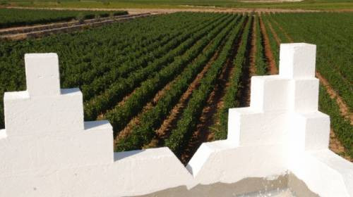 Vigneti in Puglia la regione più produttiva in Italia nel 2013