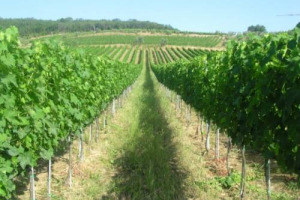 LA TOSCANA DEL VINO, UNA PER TUTTI, TUTTI PER ... ? &ldquo;CON BUY&rdquo; WINE LA REGIONE SI MUOVE VERSO UN EVENTO UNICO. MA COME LA PENSANO I CONSORZI CHE FINO AD OGGI ORGANIZZANO LE ANTEPRIME? FOCUS - ECONOMIA DEL CHIANTI CLASSICO E DEL NOBILE DI MONTEPULCIANO