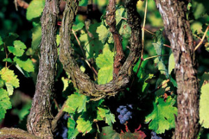 DOPO LA SICILIA, E’ IL MOMENTO DELLA CAMPANIA: L’IRPINIA IN TESTA FRA I TERROIR D’ELEZIONE DELLA TERRA DEI SANNITI ... IL 2/3 DICEMBRE DI SCENA ANTEPRIMA TAURASI. TRA I PROTAGONISTI DELLA CAMPANIA NEL MONDO FEUDI DI SAN GREGORIO E MASTROBERARDINO