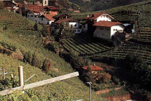 SALONE DEL VINO 2005 (TORINO, 27/30 OTTOBRE): TORNA LA LIRA, NON NEI PORTAFOGLI MA IN VIGNETO. LA LIRA, FORMA DI ALLEVAMENTO DELLA VITE POCO NOTA, MA DAI RISULTATI QUALITATIVI MOLTO BUONI, VIENE SEMPRE PIÙ DI FREQUENTE SPERIMENTATA TRA I VITICOLTORI