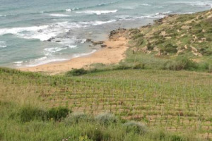 LA VIGNA &ldquo;NEL&rdquo; MARE: A COLTIVARLA UN SOCIO DI SETTESOLI, IN SICILIA, CONTRADA BELICE DI MARE, AL CONFINE TRA MENFI E SELINUNTE-CASTELVETRANO, A POCHI METRI DALLA RISERVA NATURALE DELLA FOCE DEL FIUME BELICE. E CHISS&Agrave; CHE NON NE NASCA UN VINO &ldquo;UNICO&rdquo;