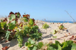 Viti spontanee, forse Inzolia o Catarratto e pre-fillossera, che crescono immerse nella sabbia delle dune a tre metri dal mare. La scoperta a Menfi, sulla spiaggia di Lido Fiori, vicino ai vigneti (gi&agrave; in vendemmia) di Mandrarossa (Cantine Settesoli)