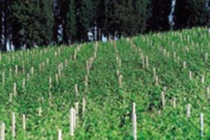 “VICENDA MONTALCINO” - “IL DISCIPLINARE NON È UNA IDEOLOGIA …”: ECCO LO ZAIA-PENSIERO. MA BIONDI SANTI: “SANGIOVESE 100%”. CURIOSITÀ: QUANDO IL BRUNELLO SI POTEVA FARE ANCHE CON ALTRE UVE (10%) … L’EX-SINDACO (1960-1980) RAFFAELLI: “SOLO SANGIOVESE”