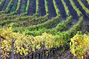 NEL 2006 -13% NELLA VENDITA DI BARBATELLE. IL SANGIOVESE IL VITIGNO PIU’ VENDUTO, MA E’ IN FORTE CALO. IL BILANCIO IN ITALIA SECONDO EUGENIO SARTORI, DIRETTORE DEI VIVAI RAUSCEDO, LEADER NEL MONDO NELLA PRODUZIONE DI BARBATELLE