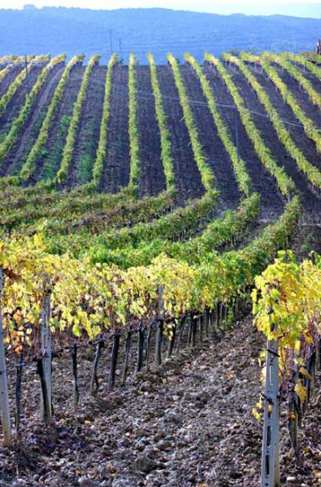 Il Sangiovese è il principe del vigneto italiano