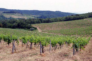 COSA SIGNIFICA VITIGNO AUTOCTONO? CINQUE FRA I PIU’ IMPORTANTI ENOLOGI DEL PANORAMA NAZIONALE AFFRONTANO IL TEMA CHE INTRODUCE LA PROSSIMA KERMESSE ENOLOGICA NAPOLETANA “VITIGNO ITALIA”