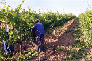 IL MINISTRO DELLE POLITICHE AGRICOLE ALEMMANO CHIEDE LA DISTILLAZIONE DI CRISI ALL’UNIONE EUROPEA: 6 MILIONI DI ETTOLITRI DI VINO DA TAVOLA DA SMALTIRE AL PIU’ PRESTO