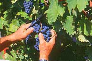 SGUARDO D’INSIEME SULL’ITALIA CHE SI APPRESTA ALLA VENDEMMIA, SECONDO LEONARDO VALENTI, DOCENTE ALL’UNIVERSITA’ DI MILANO E UNO DEI MASSIMI ESPERTI ITALIANI DI VITICOLTURA: “SARA’ UNA VENDEMMIA TENDENZIALMENTE PIU’ TARDIVA DI QUELLA DEL 2005”