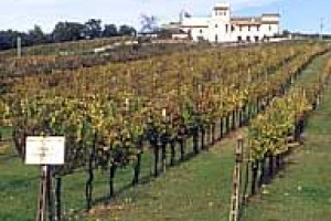 IL SAGRANTINO DI MONTEFALCO: DESCRIZIONE AMPELOGRAFICA