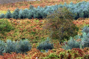 ISMEA - “DO YOU KNOW SAGRANTINO?”: SI’, DIETRO SOLO A BAROLO, BRUNELLO, CHIANTI. CENSIS: IL SAGRANTINO AL TOP DELLE STRADE DEL VINO. A MONTEFALCO, LANCIATO DA CAPRAI NELL’OLIMPO DEI TERROIR DEL VINO, UNA “MASTER CLASS” PER PROFESSIONISTI