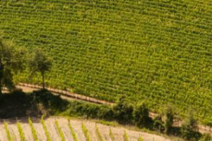 Autonomia di gestione nei diversi Paesi, qualità legata ai territori, nuove acquisizioni: il futuro del Gruppo Schenk, una “Ue del vino” (3.500 ettari tra Svizzera, Francia, Italia e Spagna), per Francois Schenk e Daniele Simoni (ad Schenk Italia)