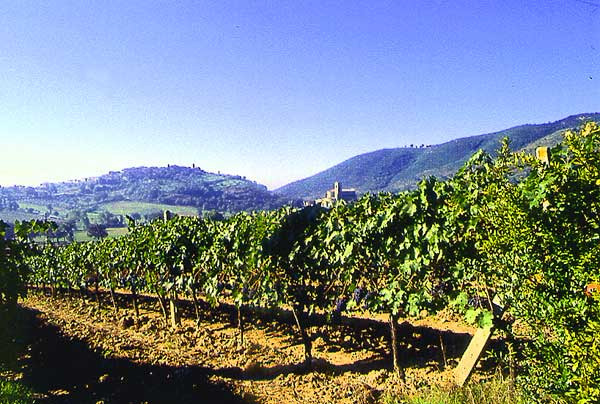 Nel cd rom di Coop un viaggio tra i più bei vigneti e cantine d’Italia