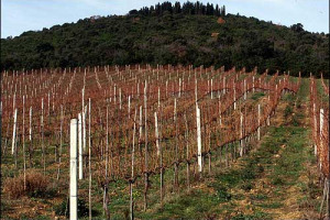 RUMORS - L'ANNUNCIO DELLA POSSIBILE MESSA IN VENDITA DI FONTANAFREDDA DA PARTE DI MPS FA GOLA A MOLTI... I POSSIBILI CONCORRENTI SONO IL GRUPPO GIV E CAMPARI, MA NON SI ESCLUDE L'ARRIVO DI ALTRI