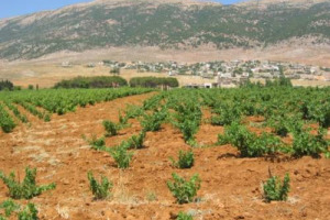 DI POESIE DEDICATE AL VINO CE NE SONO A MILIONI, DALL&rsquo;ANTICHIT&Agrave; AD OGGI. MA VERSI SCRITTI ESPRESSAMENTE PER CELEBRARE UNA CANTINA SONO UNA RARIT&Agrave;. COME QUELLI DEDICATI AD UNA DELLE CANTINE PI&Ugrave; AFFASCINANTI DEL MONDO, CHATEAU MUSAR IN LIBANO