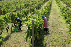 IL NERO D’AVOLA È IL SICILIANO PIÙ CONOSCIUTO, MA TRA GLI “ADDETTI AI LAVORI” LA NUOVA STAR È IL NERELLO MASCALESE … DELL’ETNA. ALLA SCOPERTA DEL VULCANO, IN QUELLO CHE È “IL TRIANGOLO D’ORO” DEL VINO DI SICILIA: LINGUAGLOSSA, RANDAZZO E CASTIGLIONE