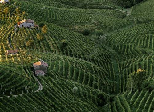 Il distretto del Prosecco di Conegliano e Valdobbiadene tra i più performanti secondo il rapporto di Intesa San Paolo