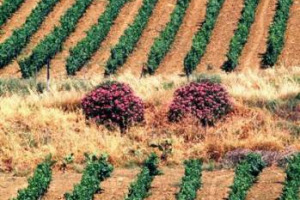 SANA, VERA, DINAMICA, LEGATA AL TERRITORIO: LA CANTINE SETTESOLI, LA PIU’ GRANDE AZIENDA VITIVINICOLA SICILIANA, ELETTA “MIGLIOR CANTINA” PER IL RAPPORTO QUALITÁ/PREZZO DAL GAMBERO ROSSO