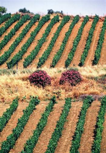 In arrivo la nuova legge del vino italiano